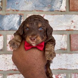 Hershey - Phantom male Bernedoodle puppy in Richmond, Texas from Harper’s Heartbeats
