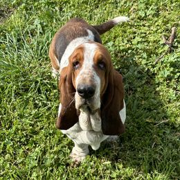 Lavender - Basset Hound