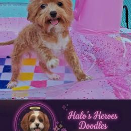 TayTay - Apricot female Cavapoo puppy in Dallas, Texas from Halo's Heroes Doodles