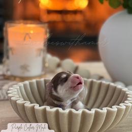 Kitana - Red and white female Siberian Husky puppy in Lodi, California from Wolves with Amor