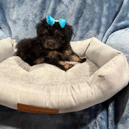 Rose - Black and tan female Havapoo puppy in Tennessee Colony, Texas from Poodle an Doodles 3:16