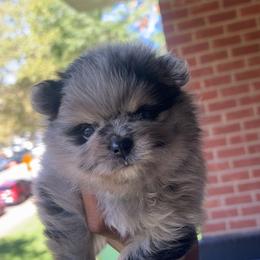 Miracle - Blue merle male Pomeranian puppy in Long Island, New York from Minipaws kennel