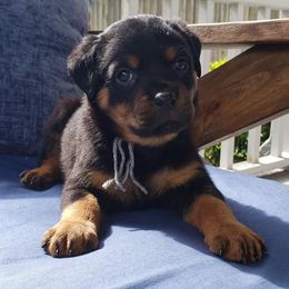 Rottweiler Puppies from Black Jade Rottweilers