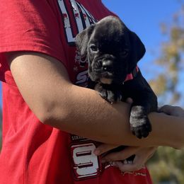Luna - Brindle female Boxer puppy in Daviess County, Kentucky from Blissful Euro Boxers & French Bull Dogs