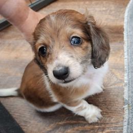 Stella x Morgan red dapple brindle piebald longhair boy - Dachshund puppy from Dozendachs