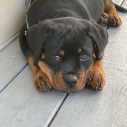 Rottweiler Puppies from vom Brismore Rottweilers