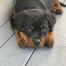 Rottweiler Puppies from vom Brismore Rottweilers