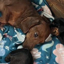 Embla - Dachshund