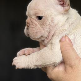Lilac Cream Boy - Cream male French Bulldog puppy in Harmony, North Carolina from Schuster Haus