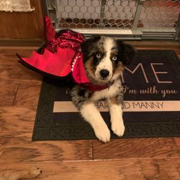 Australian Shepherd Puppies from Legacy Ranch Australian Shepherds