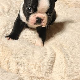 Boston Terrier and French Bulldog Puppies from 3B Kennels-Beth’s Best Boston’s