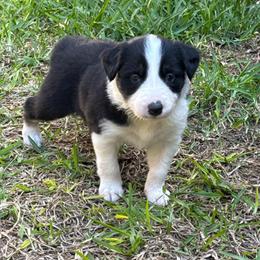Mitzi - Black and white female Border Collie puppy in Mckinney, Texas from Border Collies of Ruidoso
