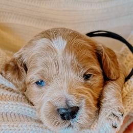 Goldendoodle Puppies from Okie Doodle Grove