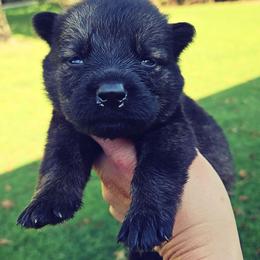 Pink collar - Sable female German Shepherd puppy in Dexter, Missouri from Vom Morris Haus German Shepherds