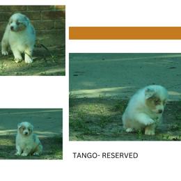 Tango - Dilute red female Australian Shepherd puppy in Cape Girardeau, Missouri from Promise Keeper Kennel