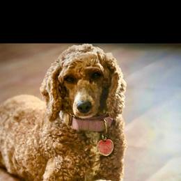 Tango - Poodle