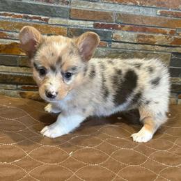 Girl 1 - Blue merle and white female American Corgi puppy in Visalia, California from VIP Stables