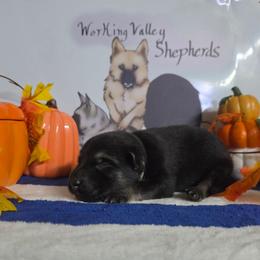 Gray Collar - Black and silver male German Shepherd puppy in Cadet, Missouri from Working Valley Shepherds