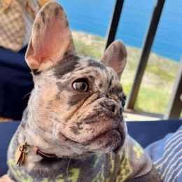 Picasso - French Bulldog