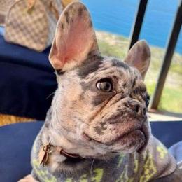 Picasso - French Bulldog