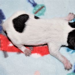 Australian Cattle Dog and Pembroke Welsh Corgi Puppies from Heelers in Texas