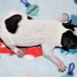 Australian Cattle Dog and Pembroke Welsh Corgi Puppies from Heelers in Texas