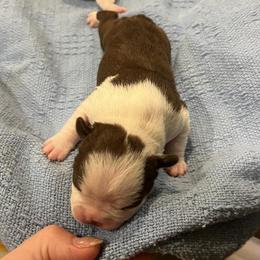 Seal brindle and white - Seal brindle and white female Boston Terrier puppy in Seguin, Texas from Campos Farms