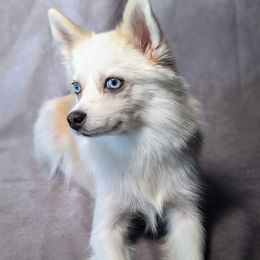 Mia - Pomsky