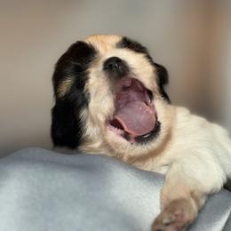 Plushie Girl - Gold and white female Shih Tzu puppy in New York, New York from Falling Star