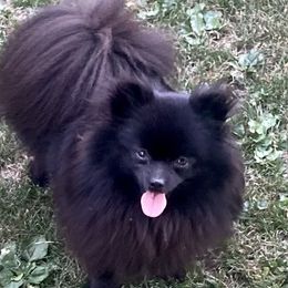 Mochi - Pomeranian
