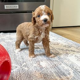 Gigi - Red female Cavapoo puppy in Beresford, South Dakota from DAKOTA DOOD RANCH