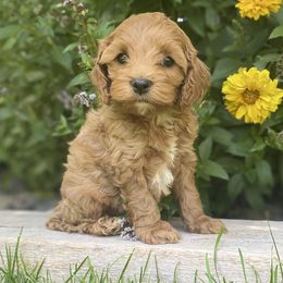 Red-pink girl - Buff and white female Cockapoo puppy in Rigby, Idaho from Elkington Family Farms LLC