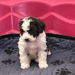 Archie - Brown male Poodle puppy in Mineral Wells, Texas from S.H.A.R.P.’s Toy Poodles