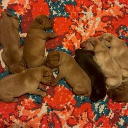 Female 3 - Yellow female Labrador Retriever puppy in Wardensville, West Virginia from Sager’s Labrador Puppies
