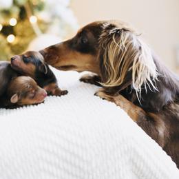 Dachshund Puppies from DreamHaven Kennel
