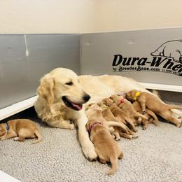 Miss Red - Golden female Golden Retriever puppy in Carmichael, California from Sadie Lane Family Goldens