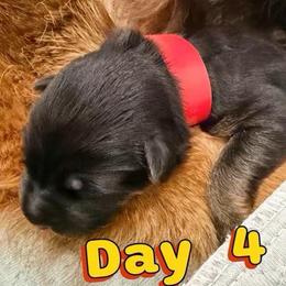Boy 1 (RED) - Black and red male German Shepherd puppy in Davie, Florida from Vom Broward Haus