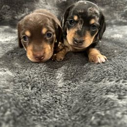 Dachshund Puppies from JnA Dachshunds