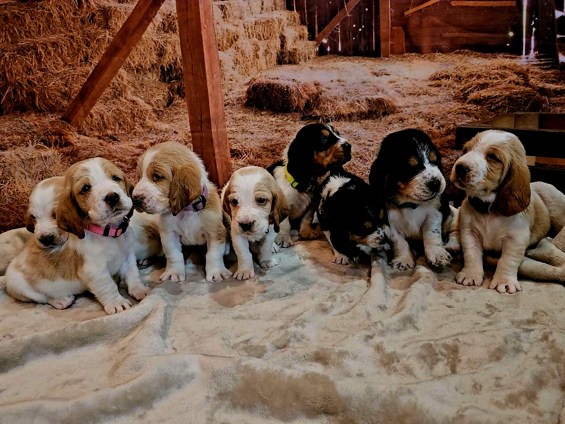 Basset Hound Puppies from Hounds All Night