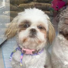 Shih Tzus from Shih Tzus of NH
