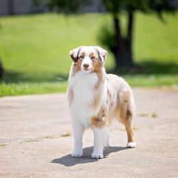 Lumi - Australian Shepherd