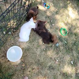 Chihuahua Puppies from Elegant Exotic Chihuahua's