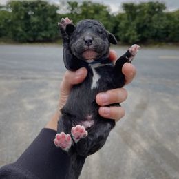 Poodle Puppies from Fluffy Doodle Farms