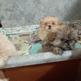 Toby - Brindle male Shih Tzu puppy in Austin, Minnesota from Bearpaw Shih Tzus