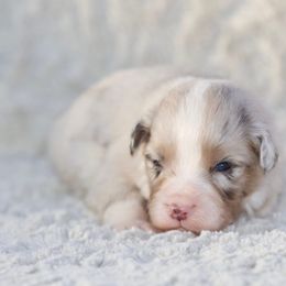 Gravy - Blue merle male Miniature American Shepherd puppy in Stephenville, Texas from Diamond H Aussies