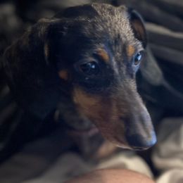 Boxers and Dachshunds from Bella Familia Puppies