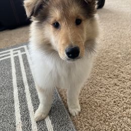 Collie Puppies from Cadie's Collies