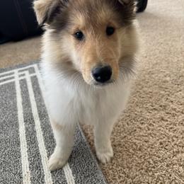 Collie Puppies from Cadie's Collies