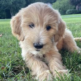 Violet - Cream female Goldendoodle puppy in Rochester, New York from Kindred Goldendoodles
