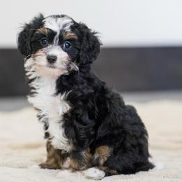Coco - Tri-color female Bernedoodle puppy in Dundee, Ohio from Down Home Doodle